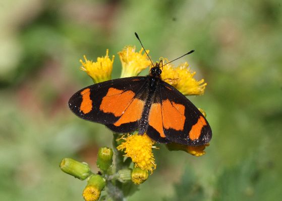 Acraea uvui UPS 2